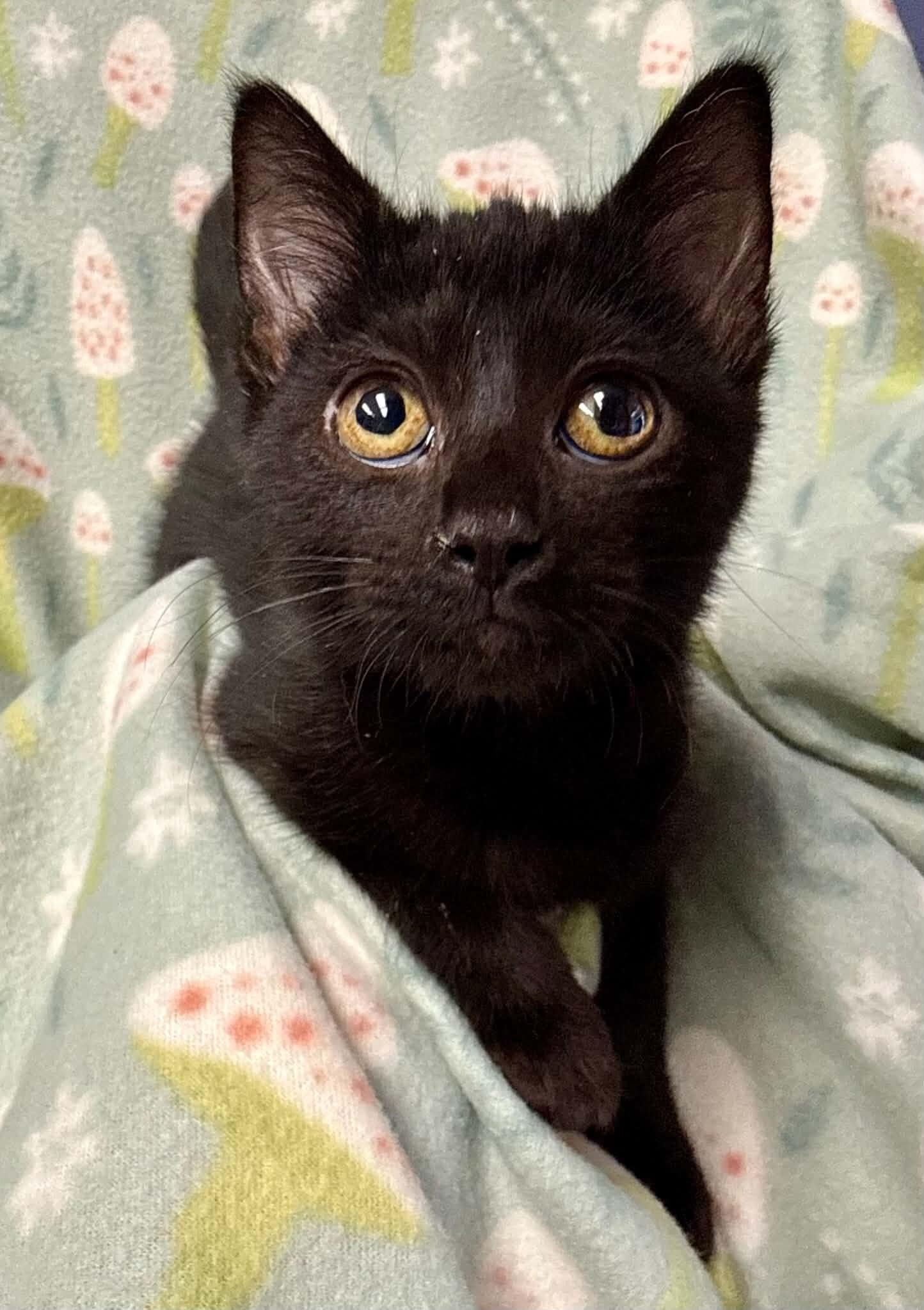 Enlarge Elara, a Adoptable Domestic Short Hair in Belton, MO image 6/6