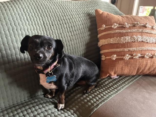 Enlarge Allie, a Adoptable Chiweenie in Tulsa, OK image 2/2