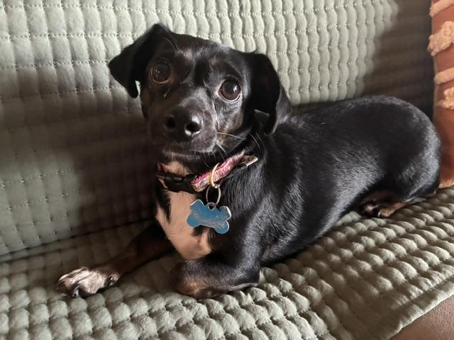 Allie, Adoptable, Adult Female Chiweenie.