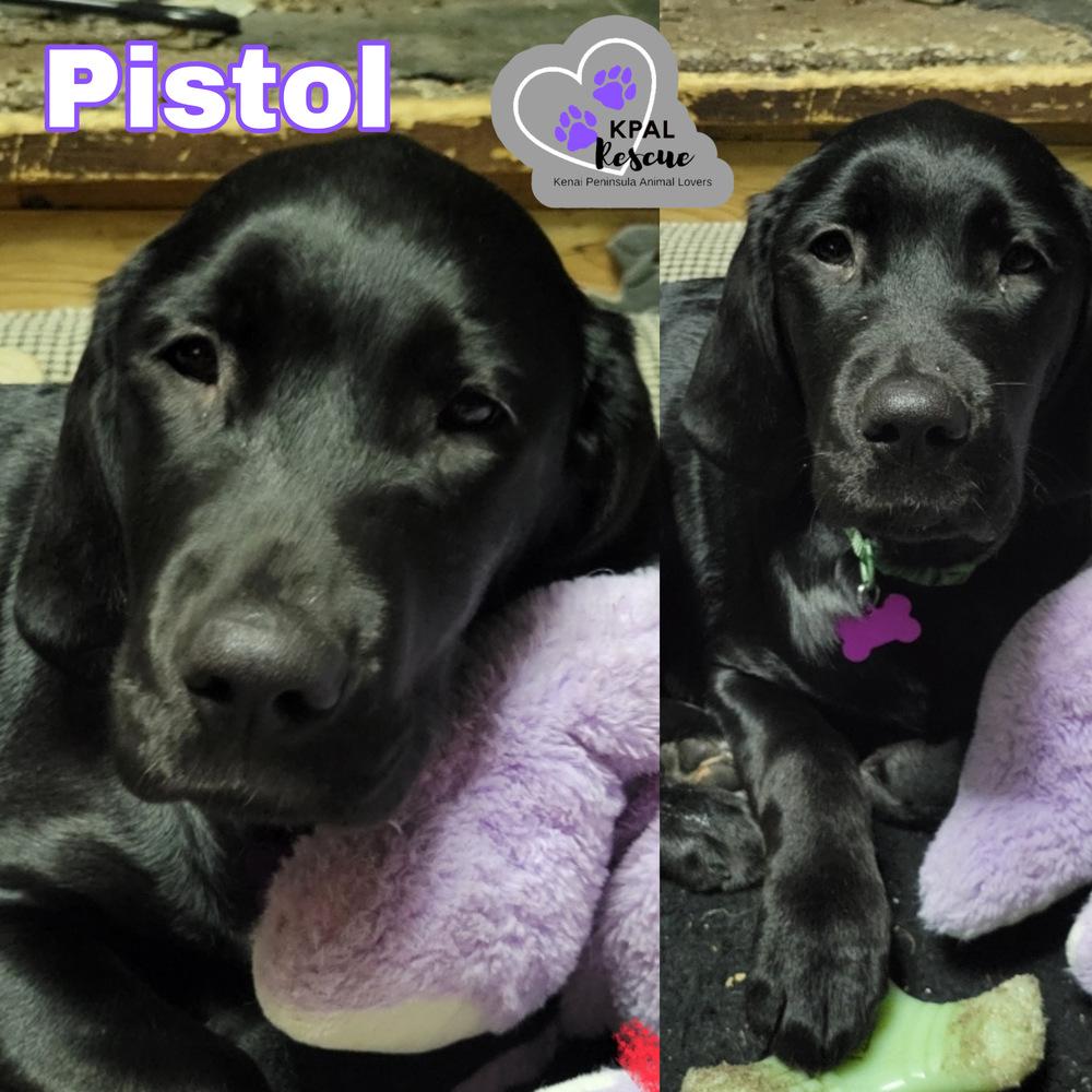 Enlarge Pistol - Pew Pew Litter, a Adoptable Labrador Retriever in Kenai, AK image 1/1