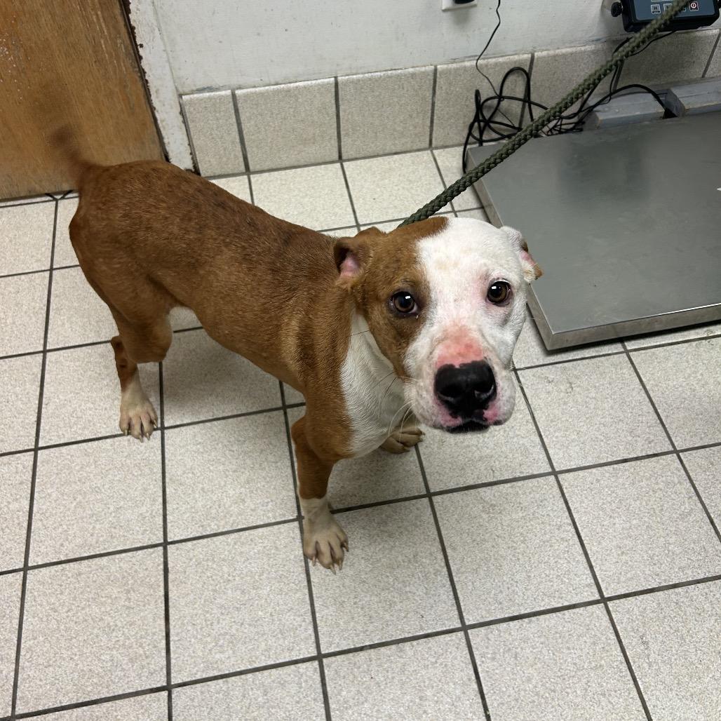 Enlarge Bobby, a Adoptable Mixed Breed in Charleston, WV image 1/1