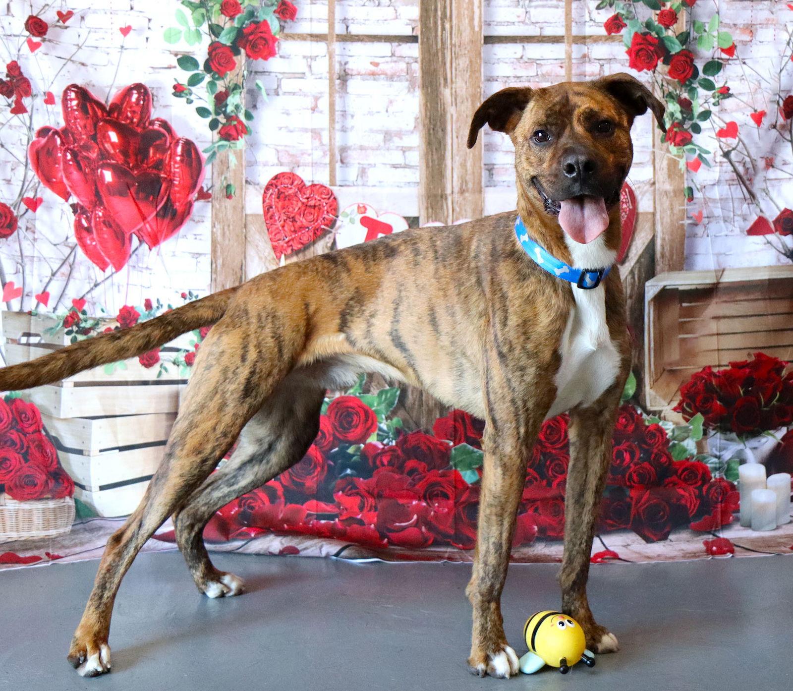 Enlarge Maxwell, a Adoptable Boxer in Kansas City, MO image 1/3