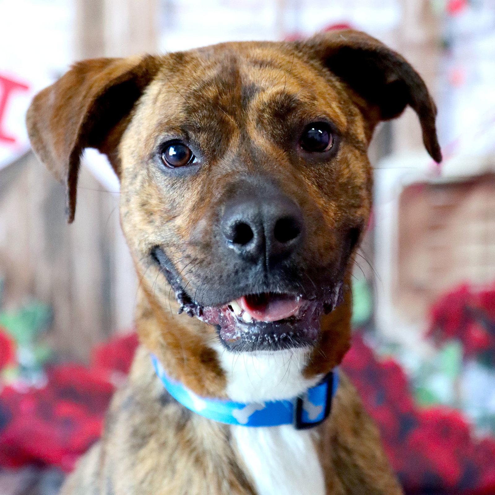 Enlarge Maxwell, a Adoptable Boxer in Kansas City, MO image 1/3