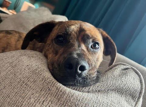 Enlarge Maxwell, a Adoptable Boxer in Kansas City, MO image 1/3