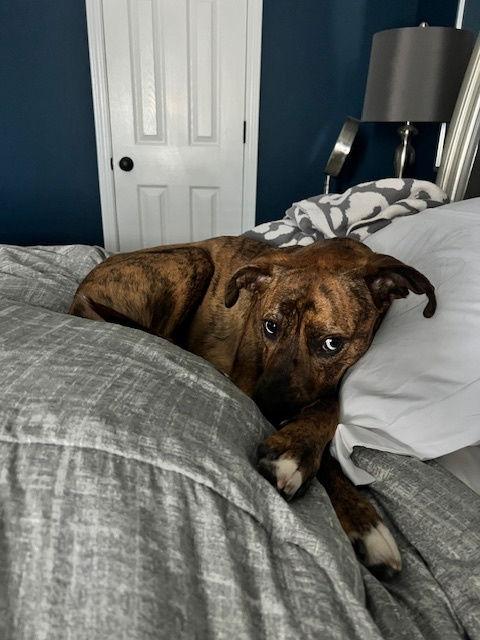 Enlarge Maxwell, a Adoptable Boxer in Kansas City, MO image 2/3