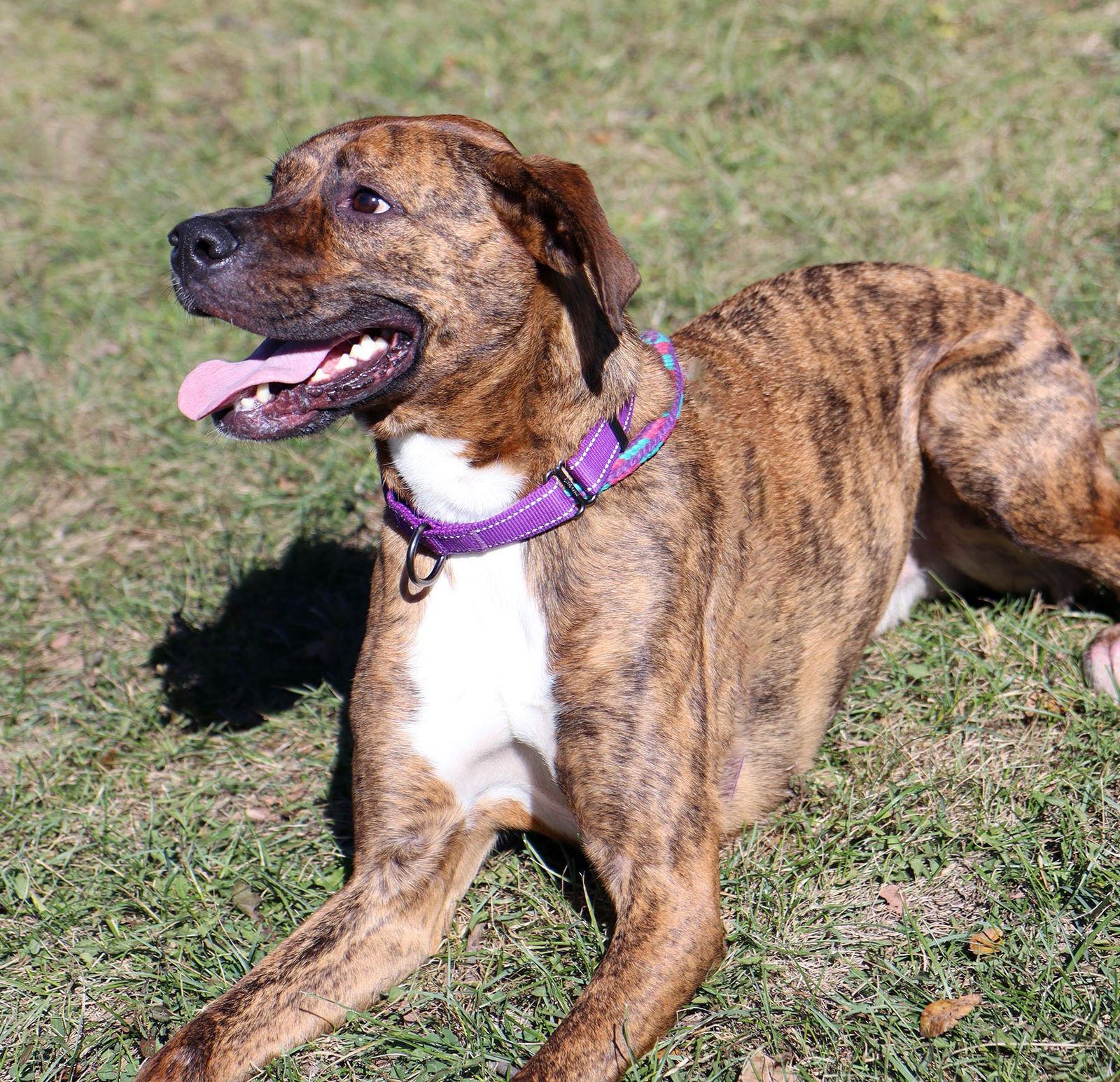 Maxwell, Adoptable, Adult Male Boxer.