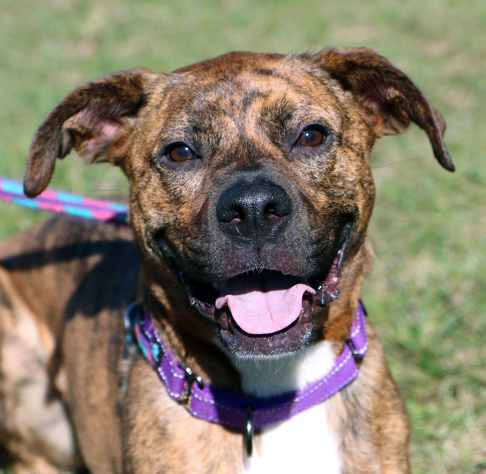 Maxwell, Adoptable, Adult Male Boxer.