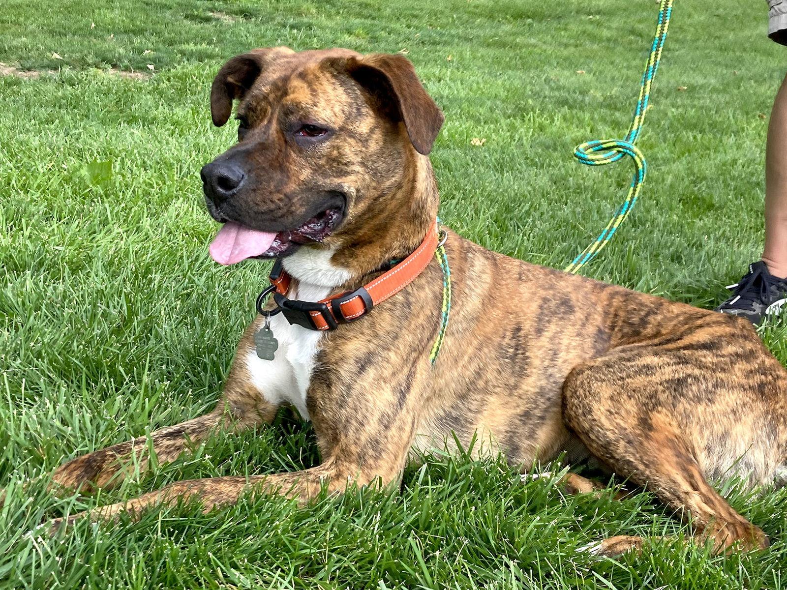 Enlarge Maxwell, a Adoptable Boxer in Kansas City, MO image 2/3