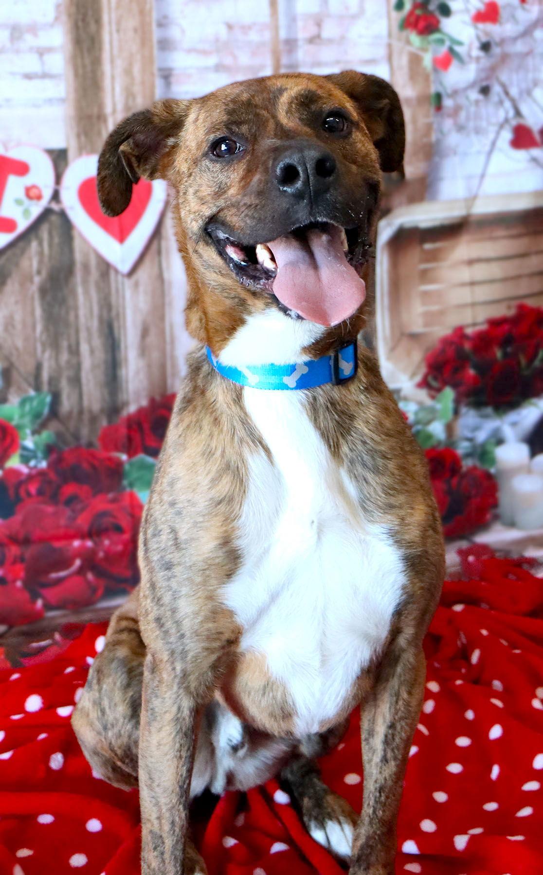 Enlarge Maxwell, a Adoptable Boxer in Kansas City, MO image 2/3