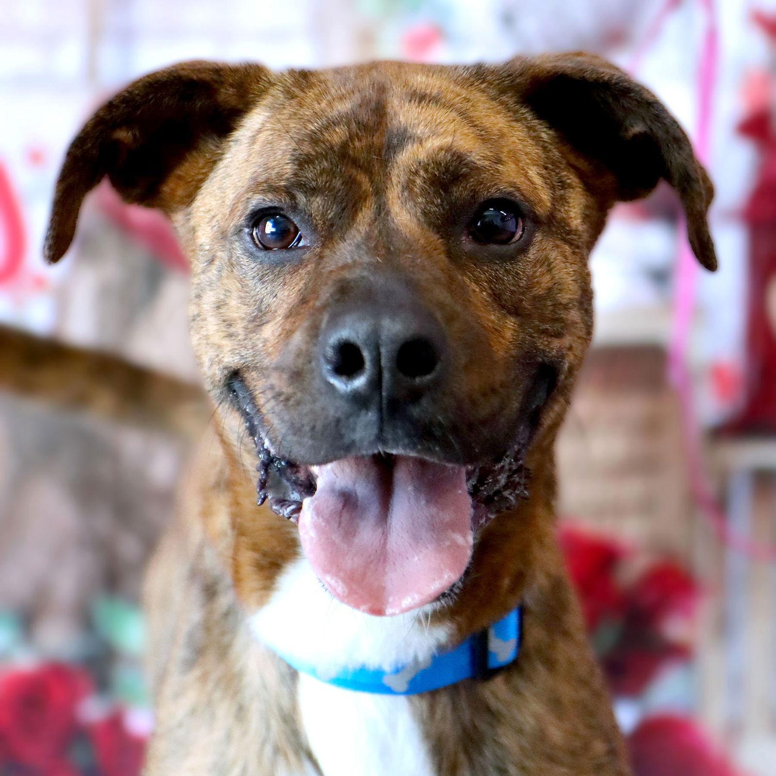 Maxwell, Adoptable, Adult Male Boxer.