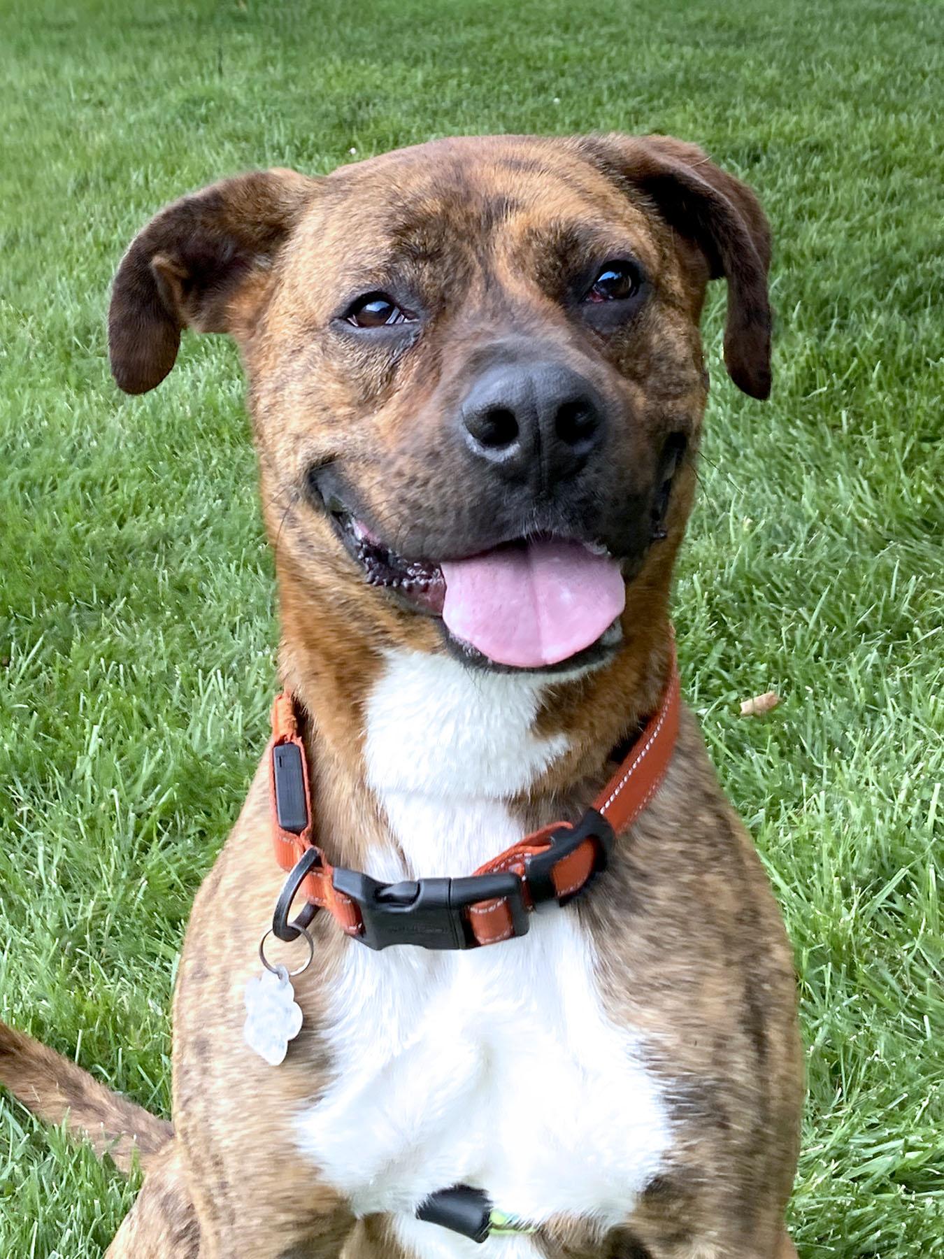 Enlarge Maxwell, a Adoptable Boxer in Kansas City, MO image 3/3