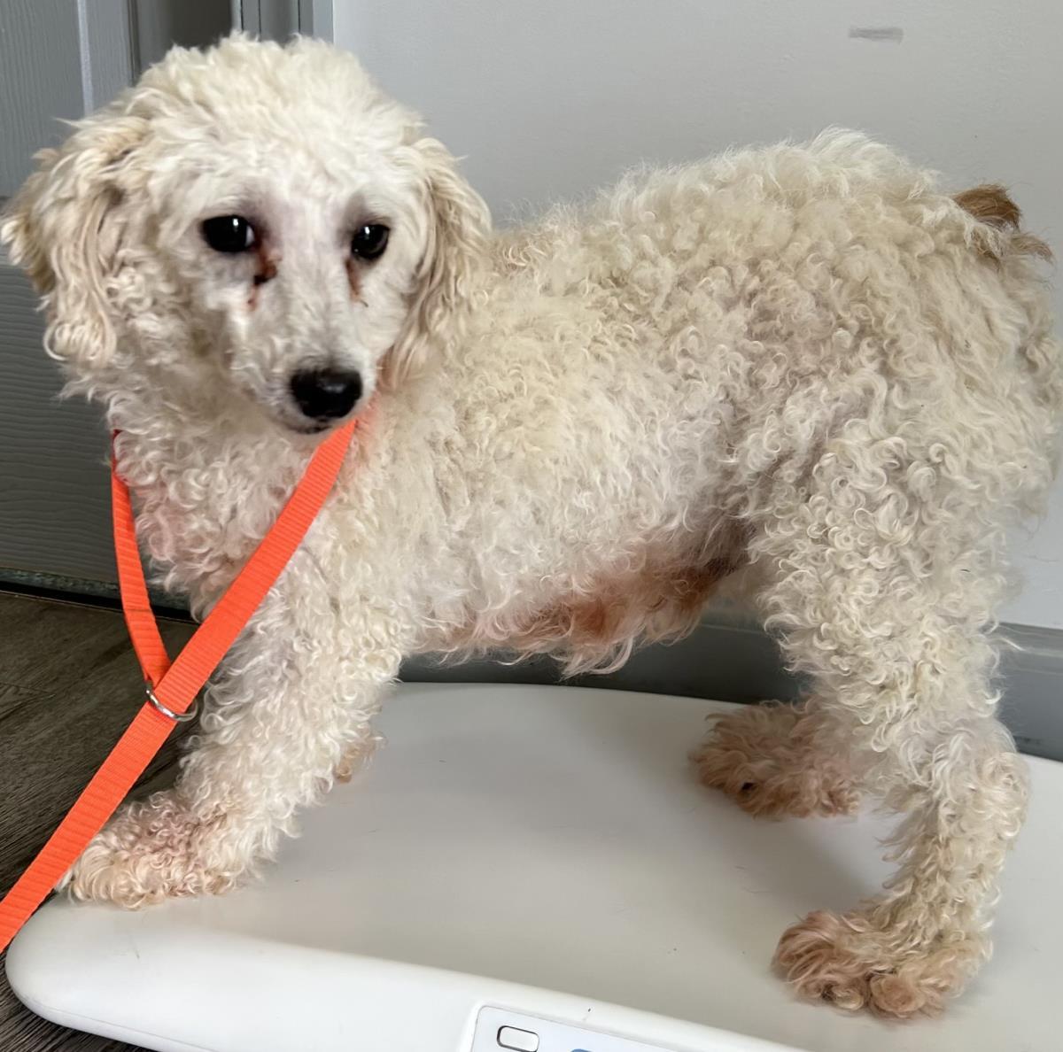 Enlarge Pearl, a Adoptable Poodle in Westminster, MD image 1/3