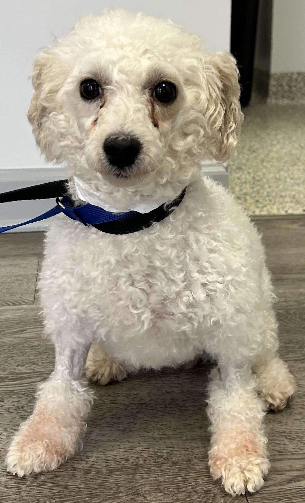 Enlarge Pearl, a Adoptable Poodle in Westminster, MD image 1/3