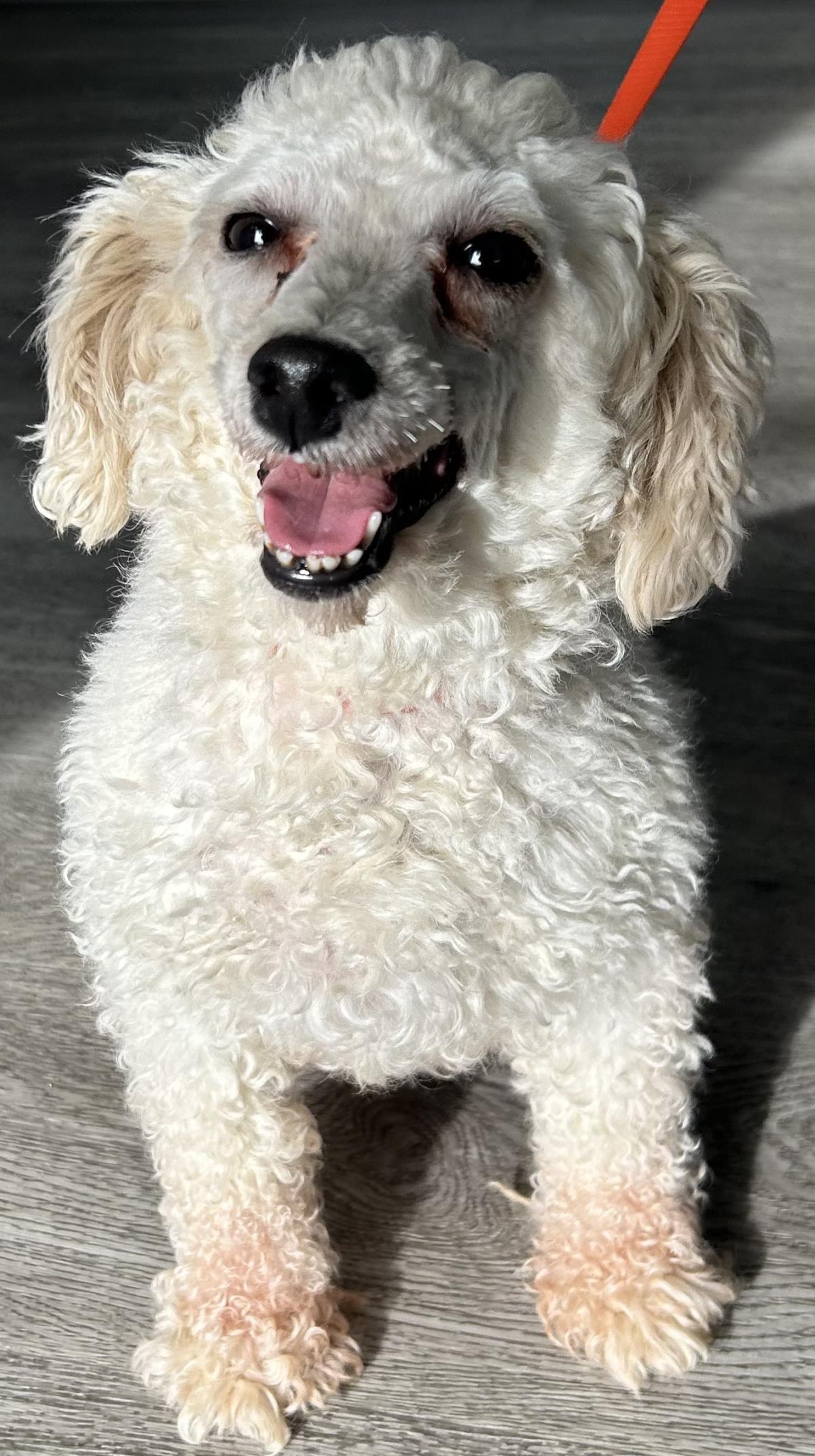 Enlarge Pearl, a Adoptable Poodle in Westminster, MD image 2/3