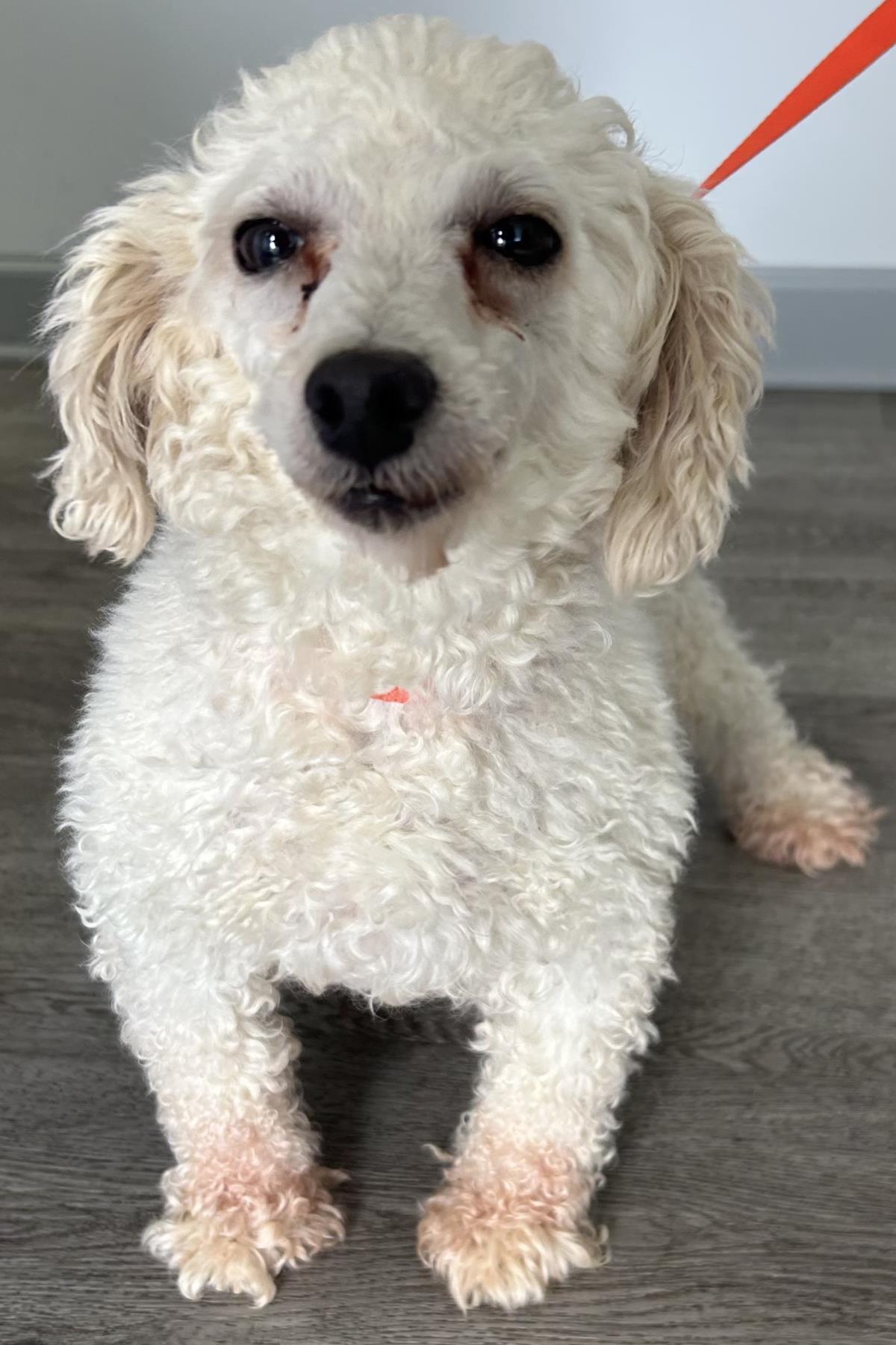 Enlarge Pearl, a Adoptable Poodle in Westminster, MD image 2/3