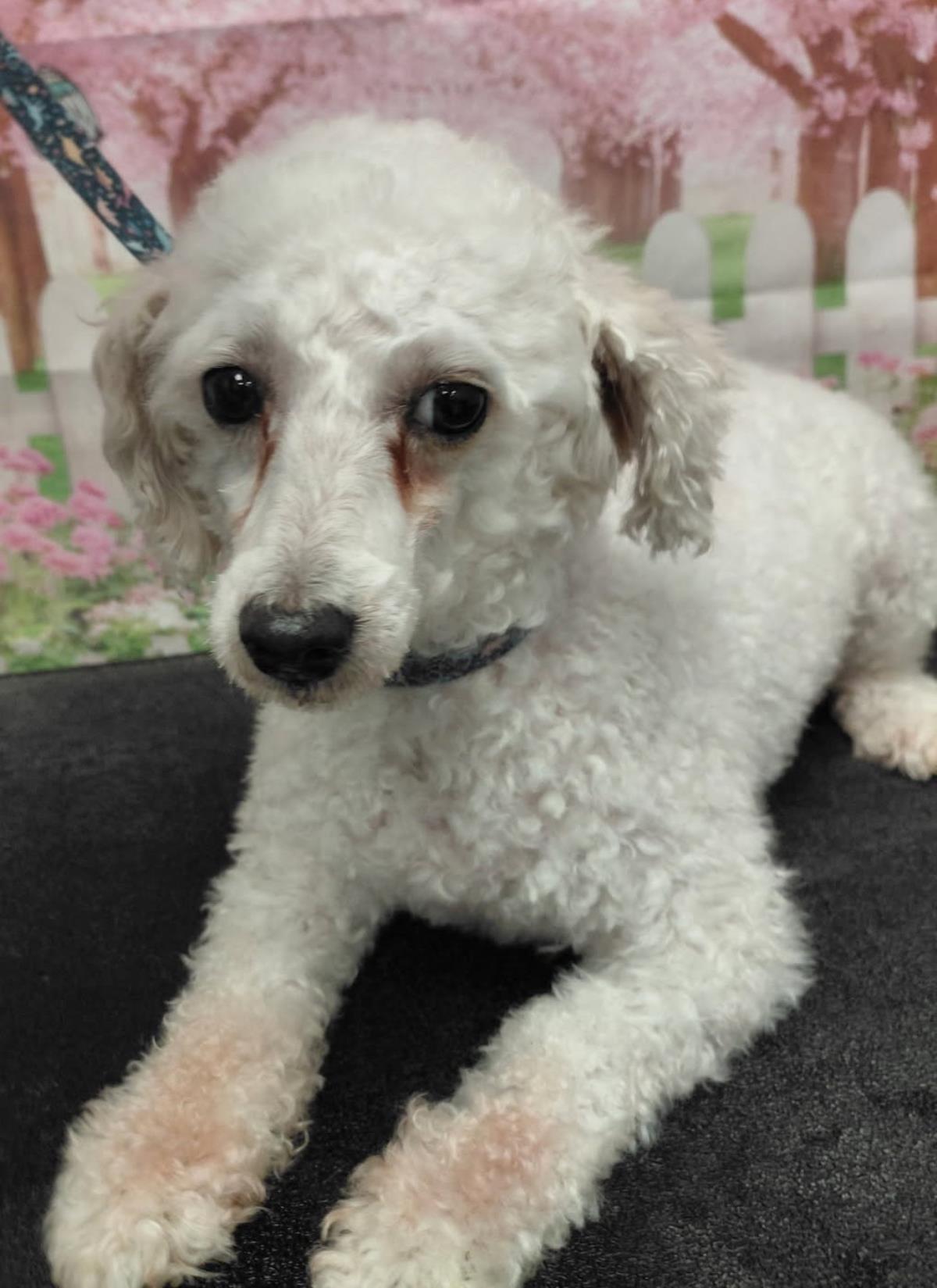 Enlarge Pearl, a Adoptable Poodle in Westminster, MD image 3/3