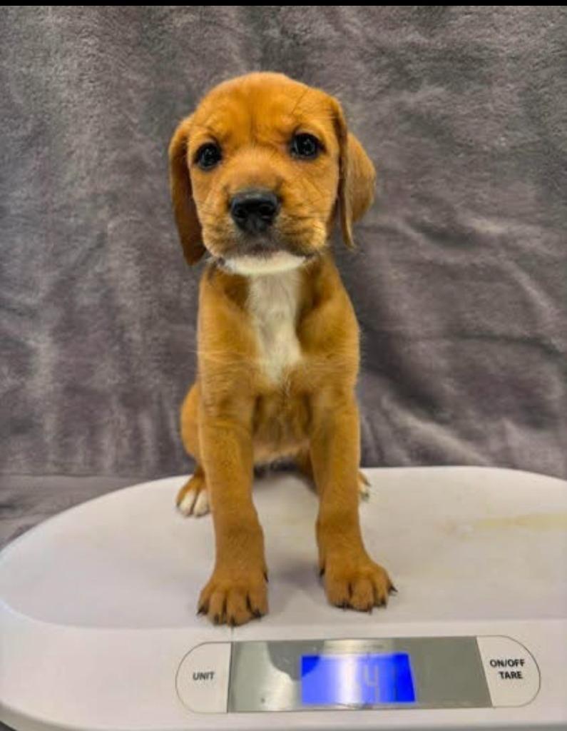 Bonnie, Adopted, Puppy Female Terrier & Mixed Breed.