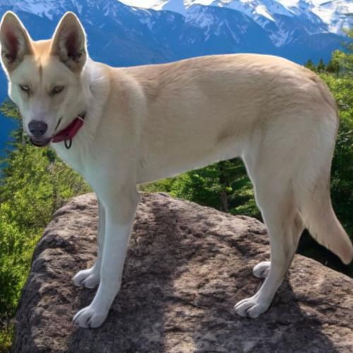 Skyla, Adoptable, Young Female Cattle Dog & Mixed Breed.