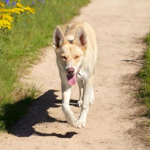 Enlarge Skyla, a Adoptable mixed breed in Madera, CA image 2/3