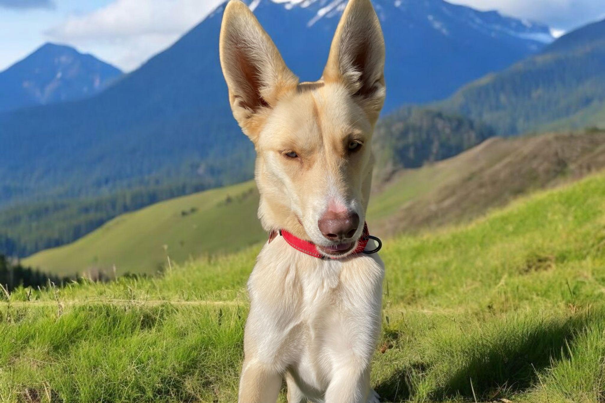 Enlarge Skyla, a Adoptable mixed breed in Madera, CA image 3/3