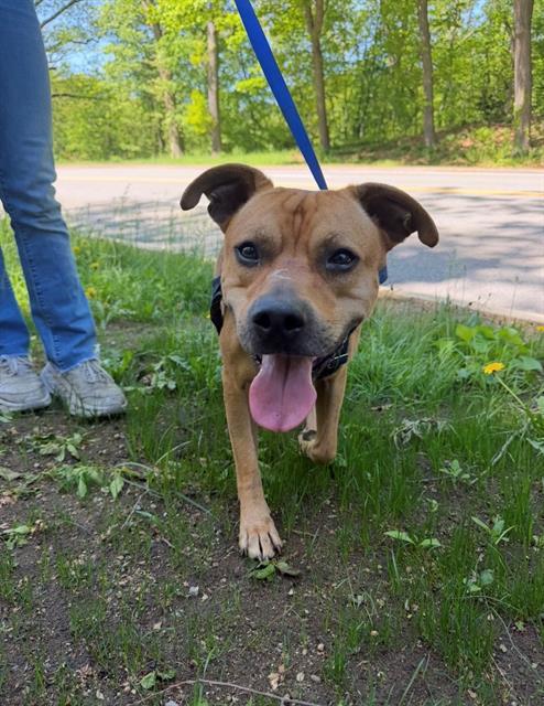 KIRO, Adoptable, Adult Male Pit Bull Terrier & Labrador Retriever.