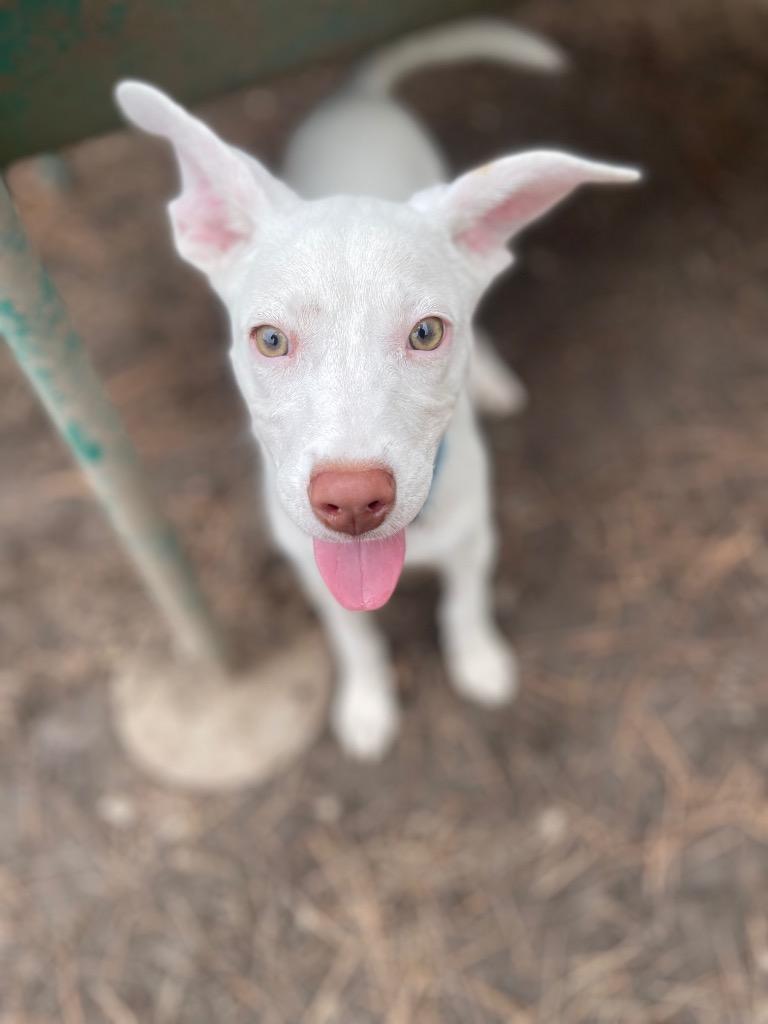 Goat (In Foster) photo 4