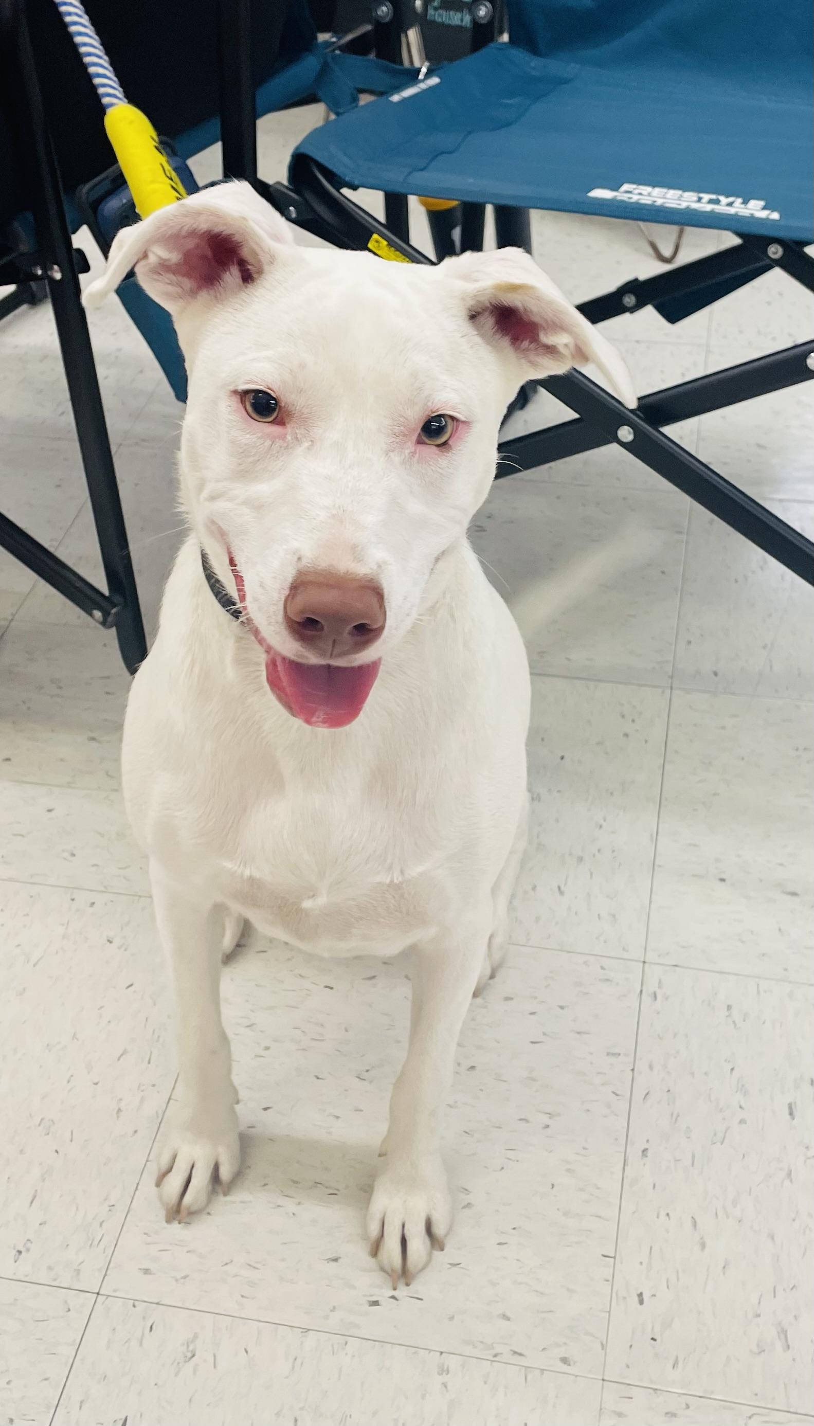 Goat (In Foster)