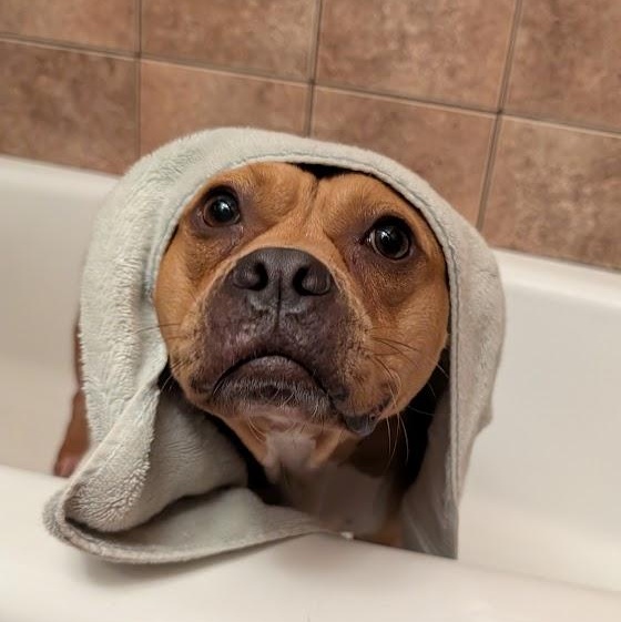 Enlarge Hazelnut, a Adoptable mixed breed in Buffalo, NY image 2/6