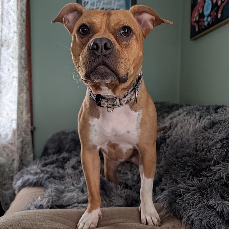 Hazelnut, Adoptable, Adult Female Pit Bull Terrier.