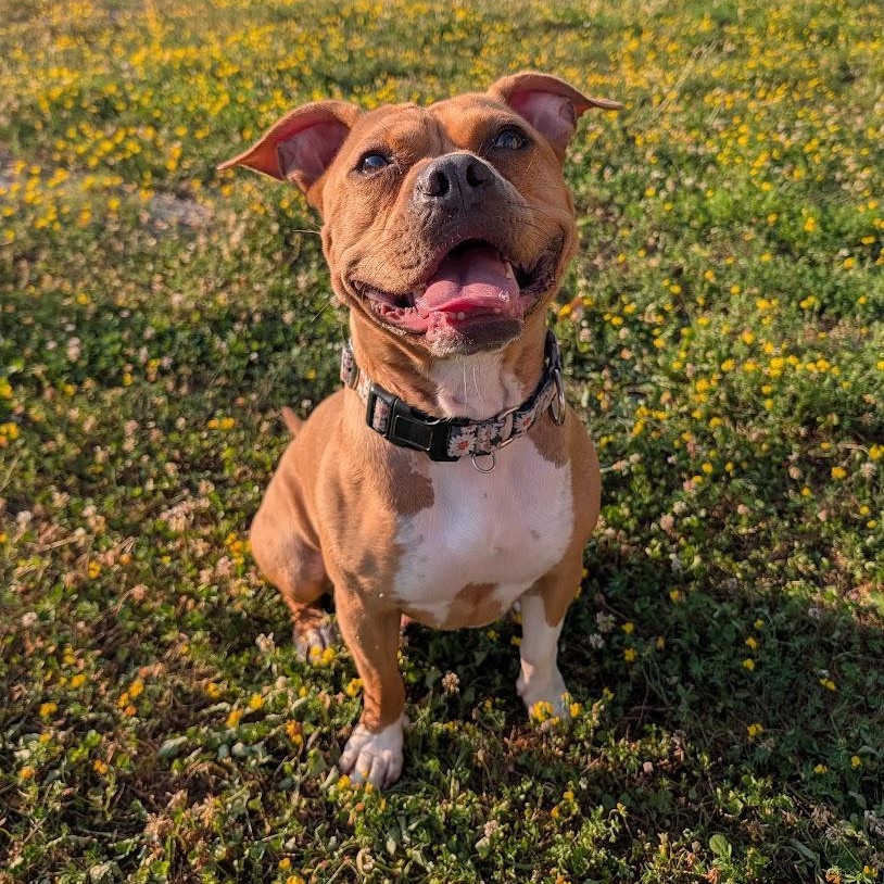 Hazelnut, Adoptable, Adult Female Pit Bull Terrier.