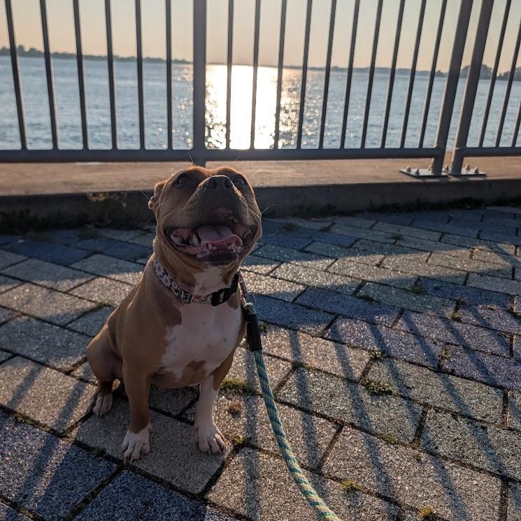 Hazelnut, a Adoptable mixed breed in Buffalo, NY image 5/6
