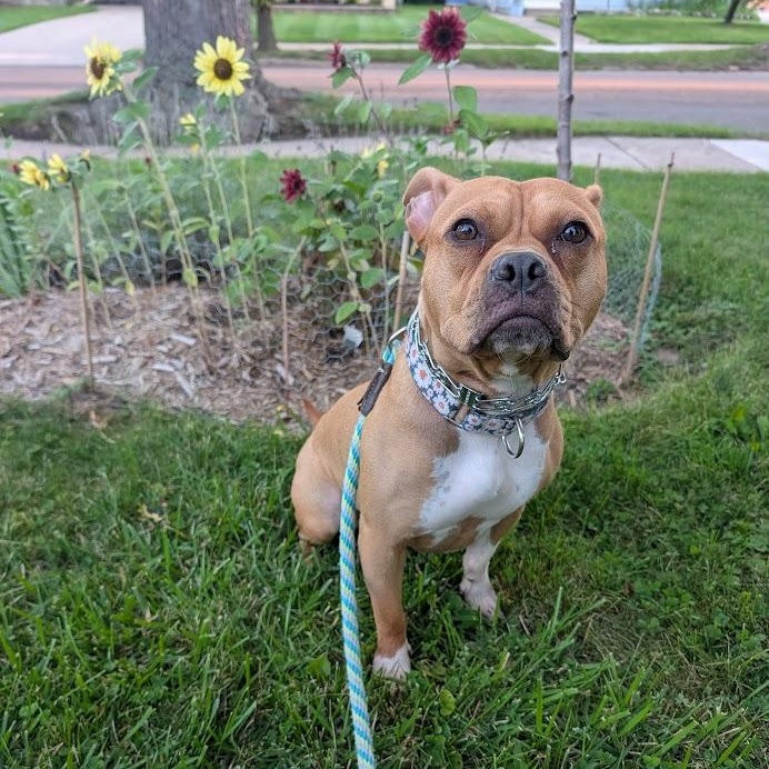 Enlarge Hazelnut, a Adoptable mixed breed in Buffalo, NY image 3/6