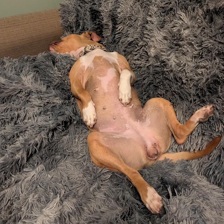 Hazelnut, a Adoptable mixed breed in Buffalo, NY image 4/6
