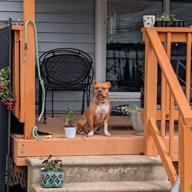 Hazelnut, a Adoptable mixed breed in Buffalo, NY image 3/6