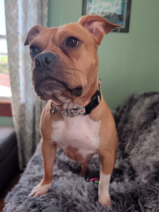 Enlarge Hazelnut, a Adoptable mixed breed in Buffalo, NY video 6/6