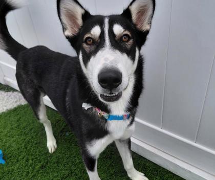 Drogo, Adoptable, Adult Male Husky & Mixed Breed.