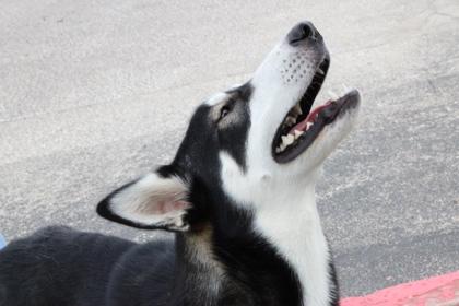 Enlarge Drogo, a Adoptable mixed breed in Alamo Heights, TX image 2/3