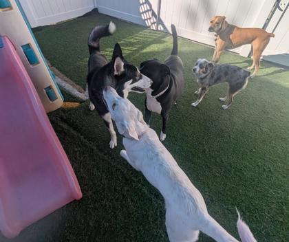 Enlarge Drogo, a Adoptable mixed breed in Alamo Heights, TX image 2/3