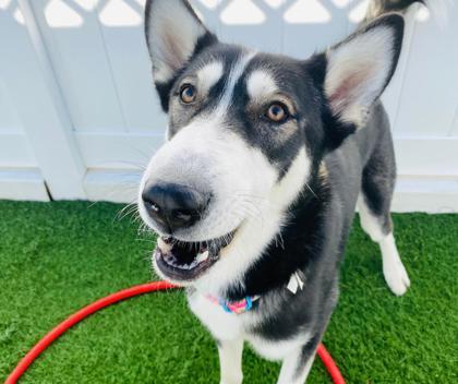 Enlarge Drogo, a Adoptable mixed breed in Alamo Heights, TX image 3/3