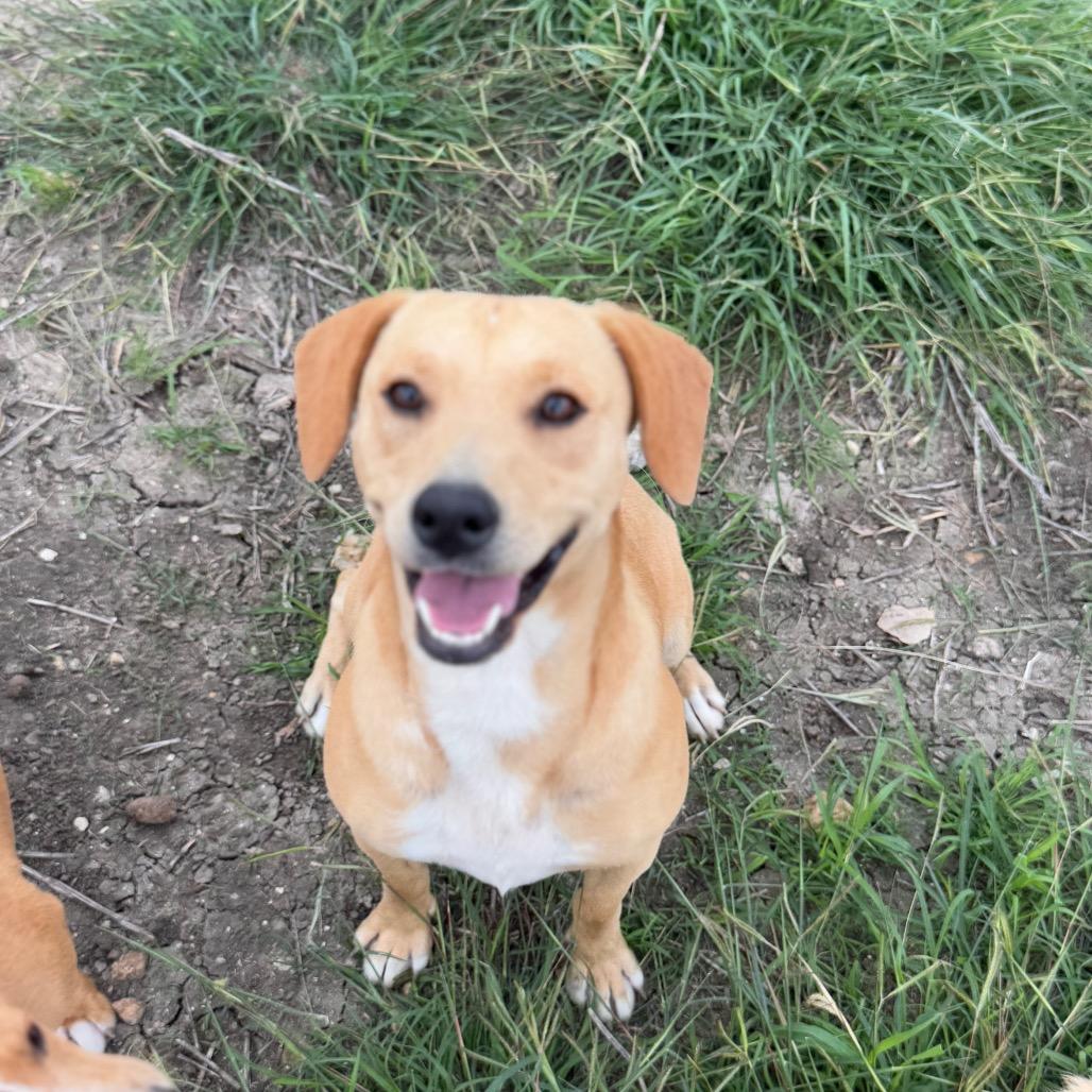 Honey, Adoptable, Adult Female Terrier.