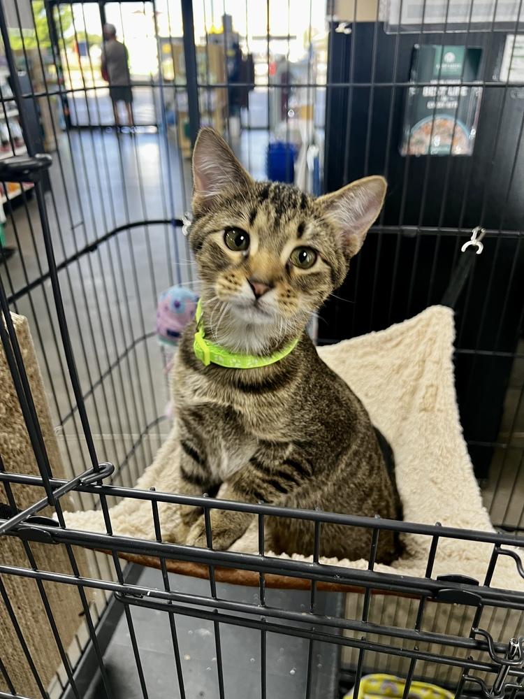Theo, Adoptable, Kitten Male Domestic Short Hair.