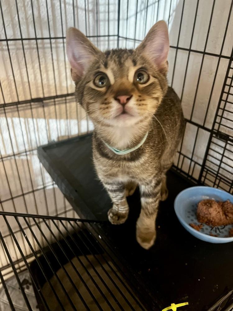 Theo, a Adoptable Domestic Short Hair in Blanchard, OK image 3/6