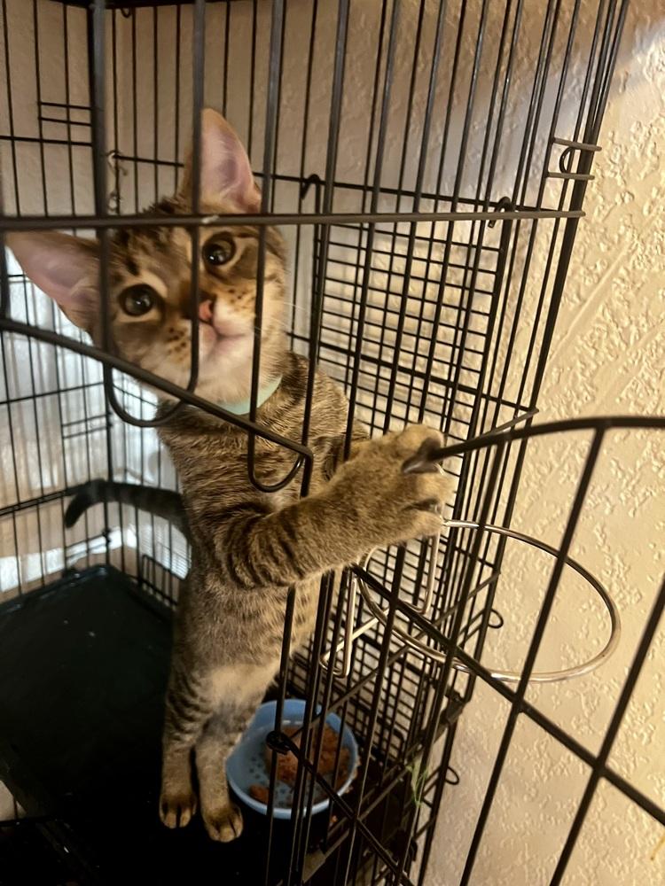 Theo, a Adoptable Domestic Short Hair in Blanchard, OK image 4/6