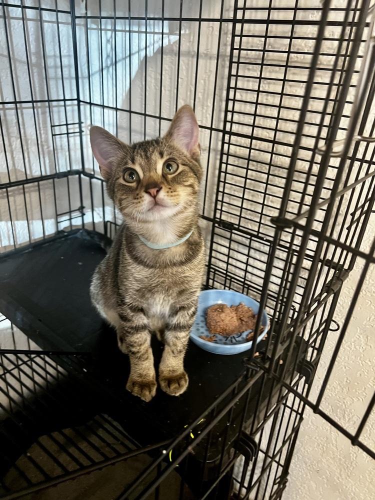 Theo, a Adoptable Domestic Short Hair in Blanchard, OK image 5/6