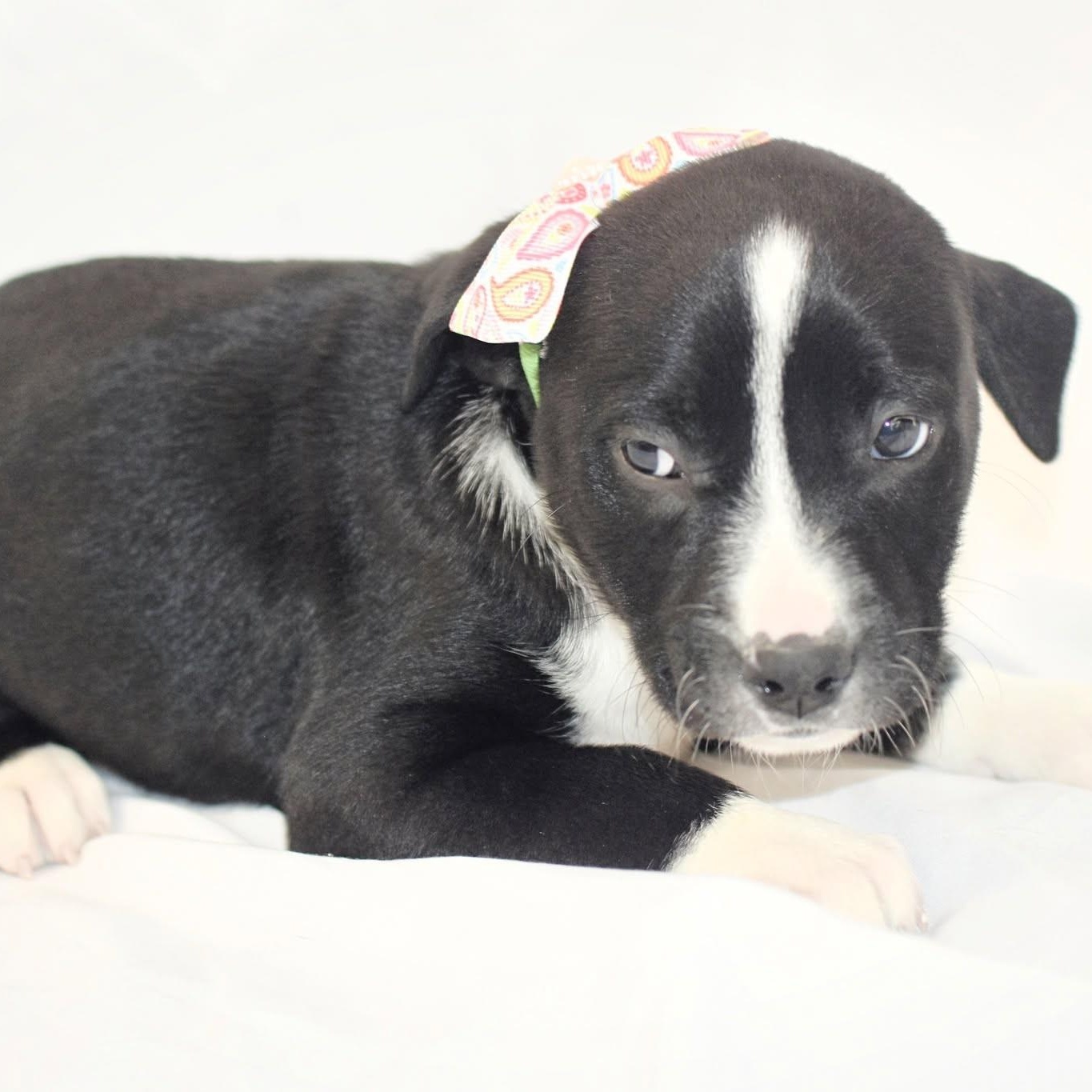 Enlarge Cyndi, an adopted mixed breed in Monon, IN image 2/2