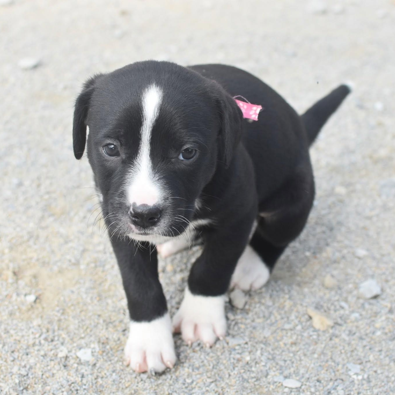Enlarge Cyndi, an adopted mixed breed in Monon, IN image 1/2