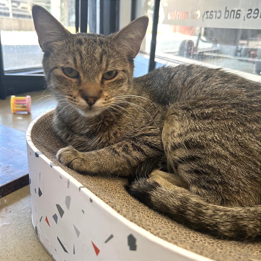 Arty Mae, Adoptable, Adult Female Domestic Short Hair.