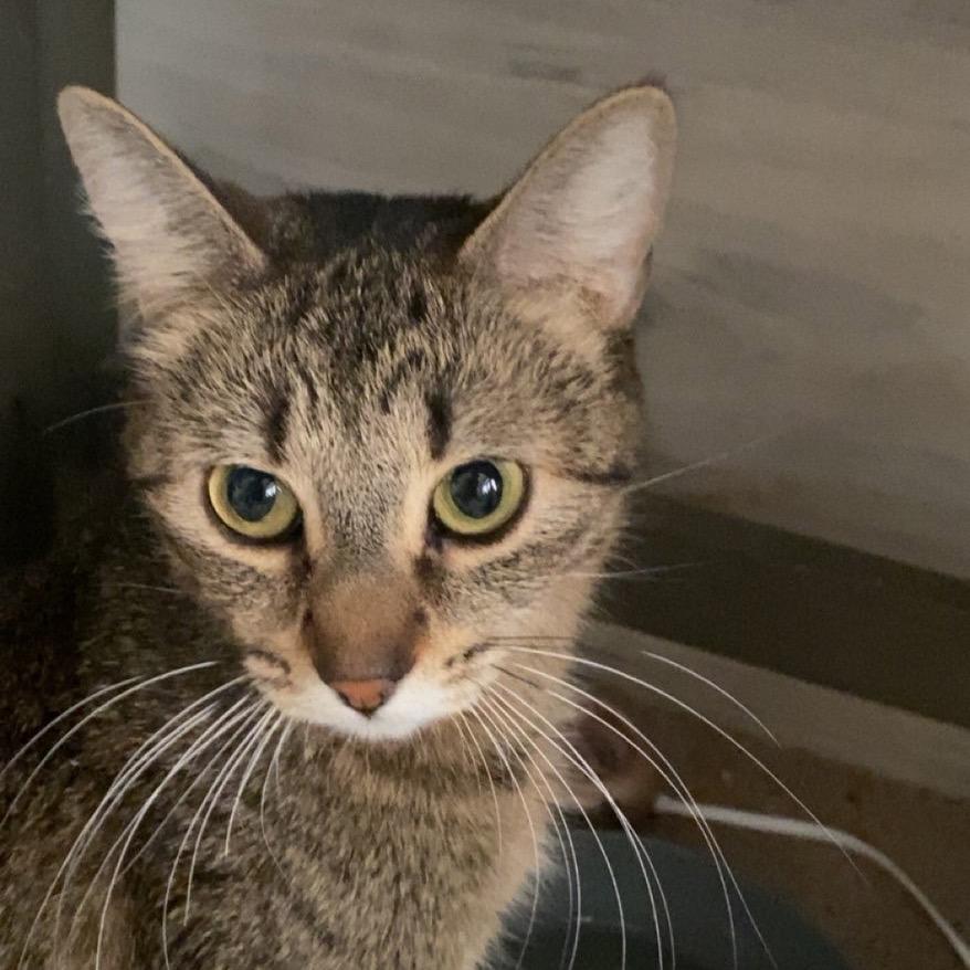 Arty Mae, Adoptable, Adult Female Domestic Short Hair.