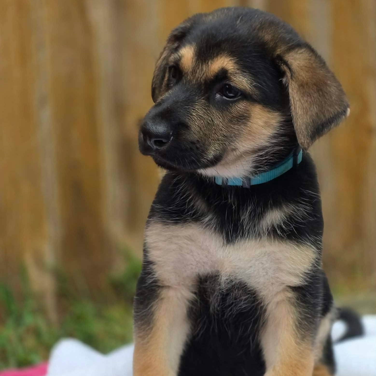 Enlarge Hampton (PUPPY), an adopted German Shepherd Dog in Greeneville, TN image 1/6