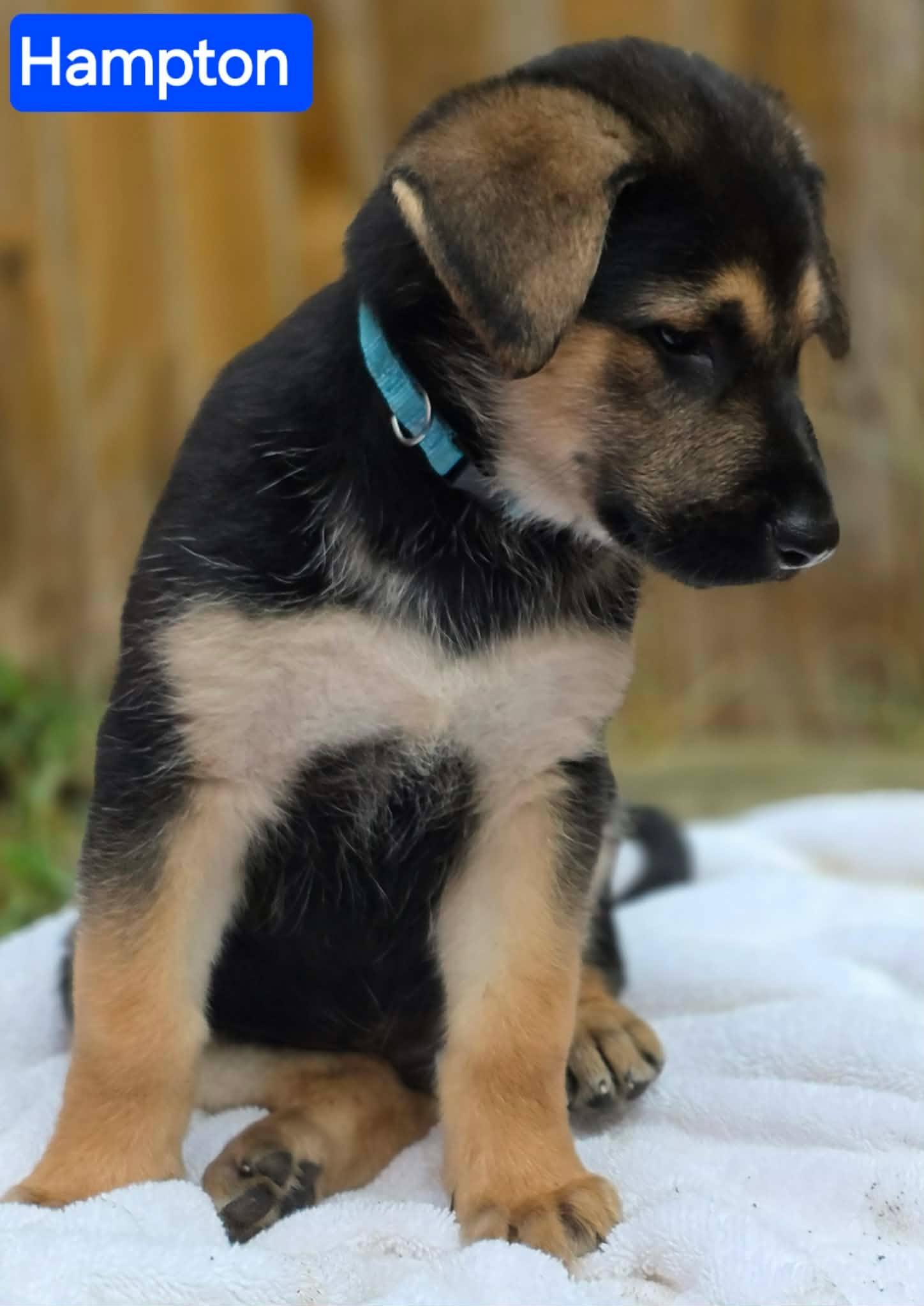 Enlarge Hampton (PUPPY), an adopted German Shepherd Dog in Greeneville, TN image 4/6